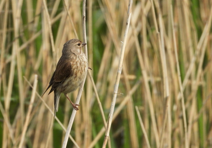 Carduelis cannabina Linnet Kneu